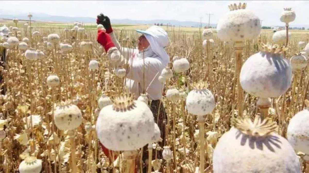 Haşhaş kapsülü fiyatları yeniden belirlendi