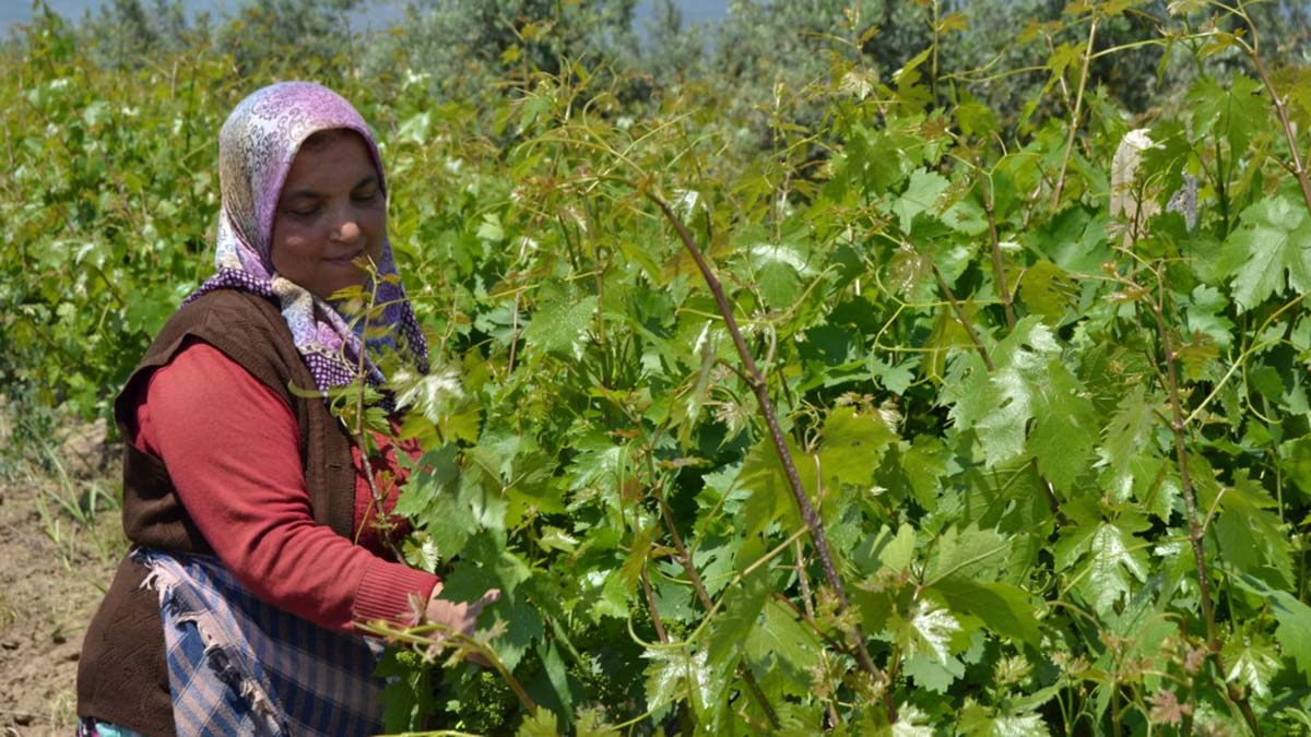 Hassa ilçesinde kadınların yaprak mesaisi