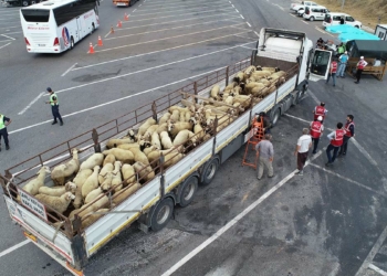 İstanbul'a getirilen kurbanlıklara denetim