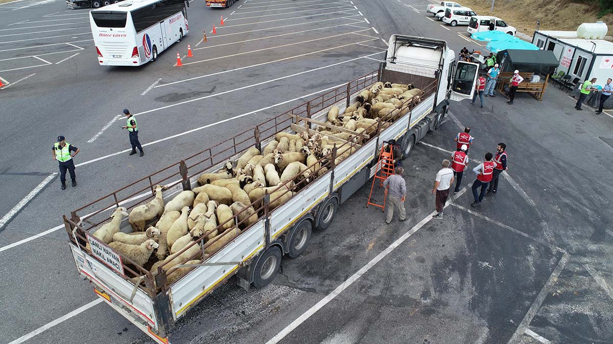 İstanbul'a getirilen kurbanlıklara denetim