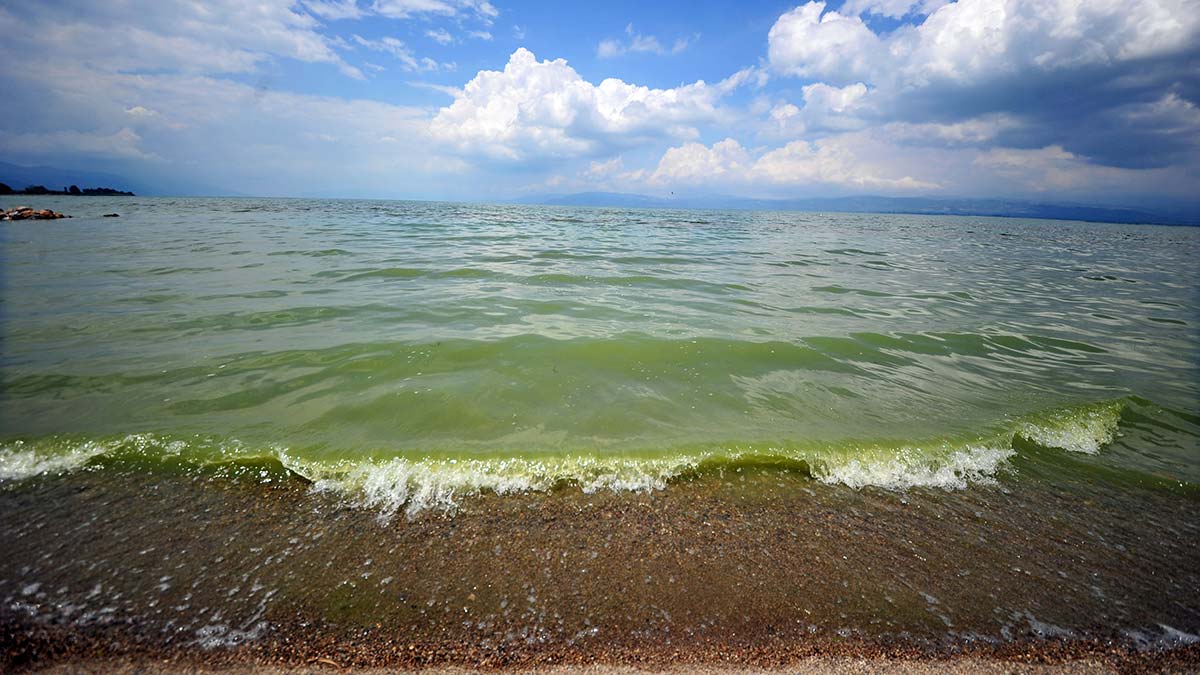 İznik Gölü alg patlaması nedeniyle yeşile döndü