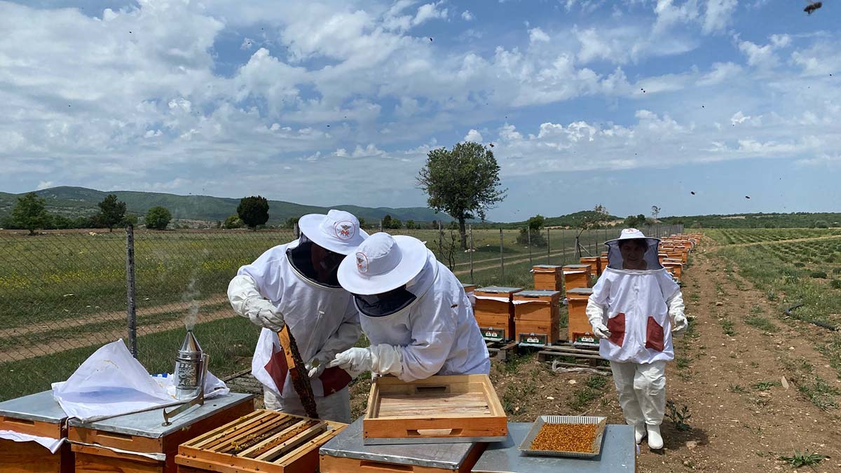 Arıların ilk mahsulü polenler alındı