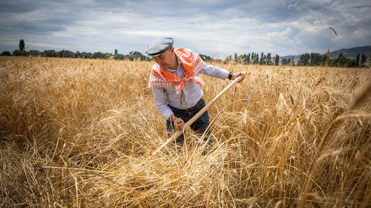 Karakılçık buğdayının kilosu 10 liradan alınacak