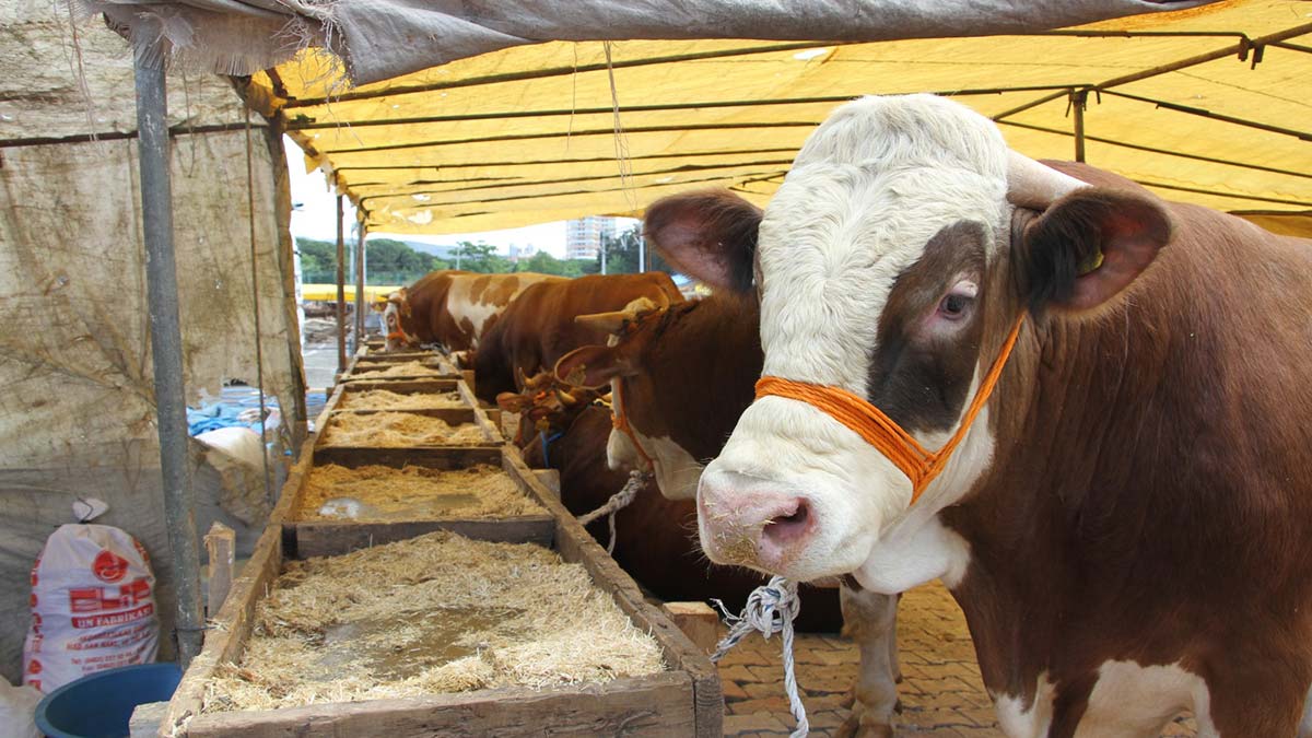Kartal'da kurban satış pazarı kuruldu
