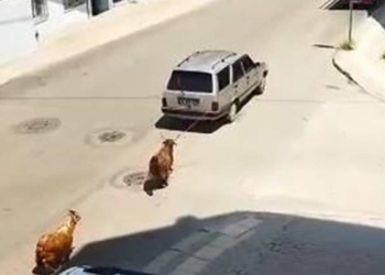 Keçiyi aracına bağlayıp çeken sürücüye gözaltı