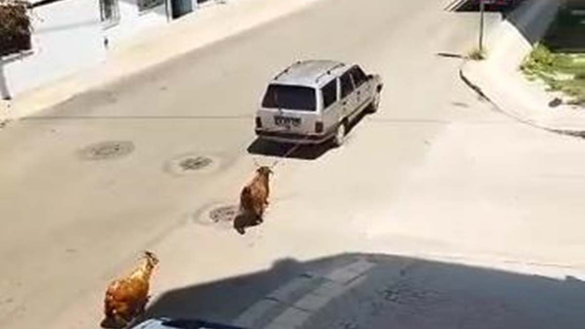 Keçiyi aracına bağlayıp çeken sürücüye gözaltı