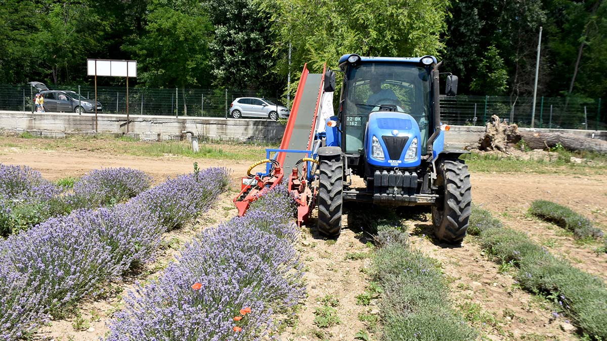 Lavanta tarlalarında hasat zamanı