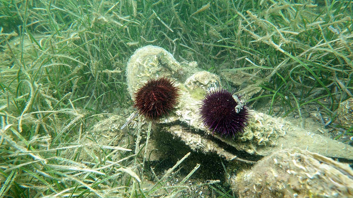 Marmara Denizi'nde kaçak denizkestanesi avcılığı