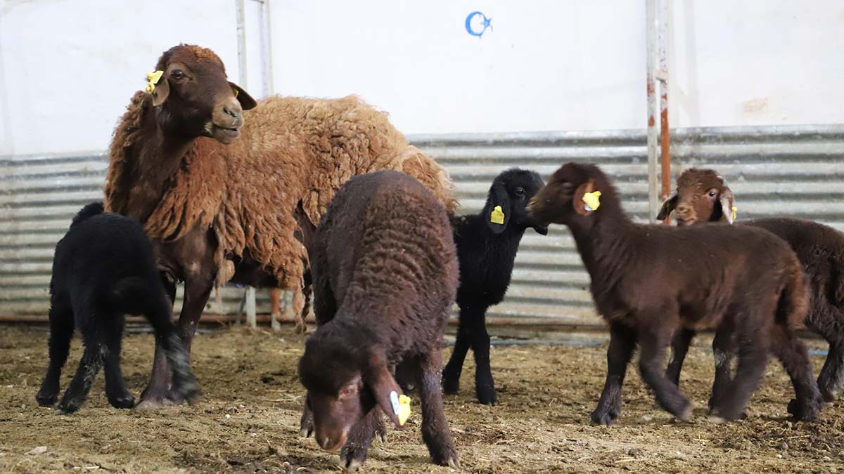 Morkaraman cinsi koyun altız doğurdu