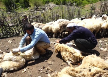 Muş'ta koyun kırkma zamanı