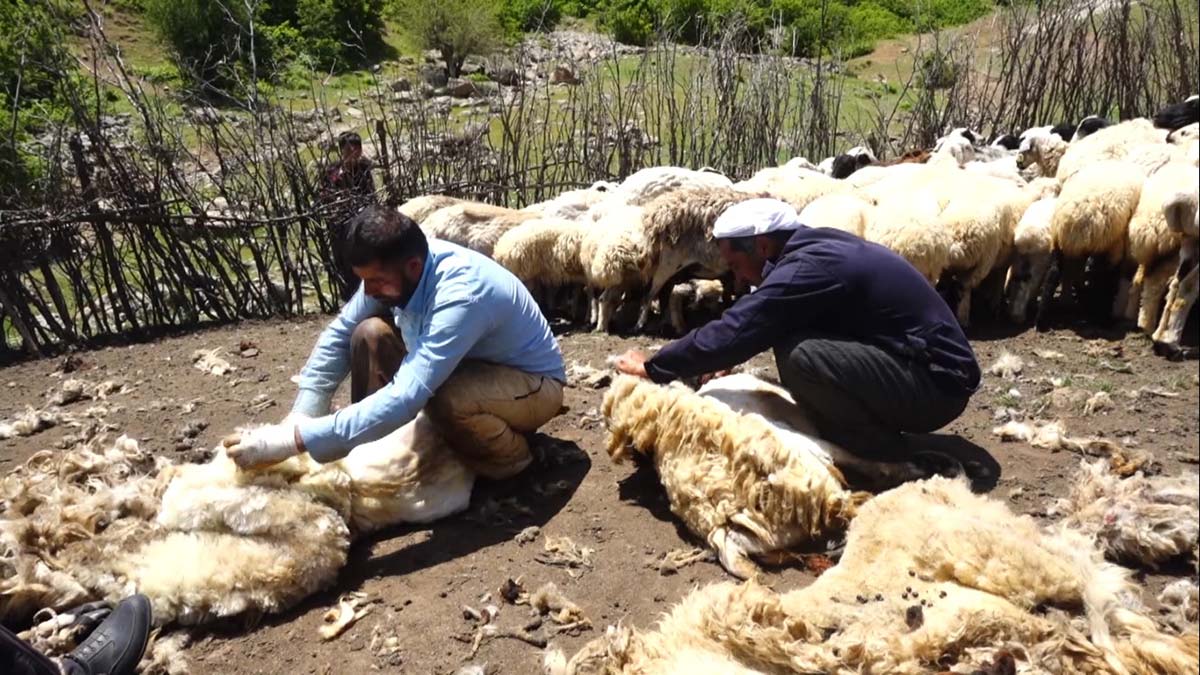Muş'ta koyun kırkma zamanı