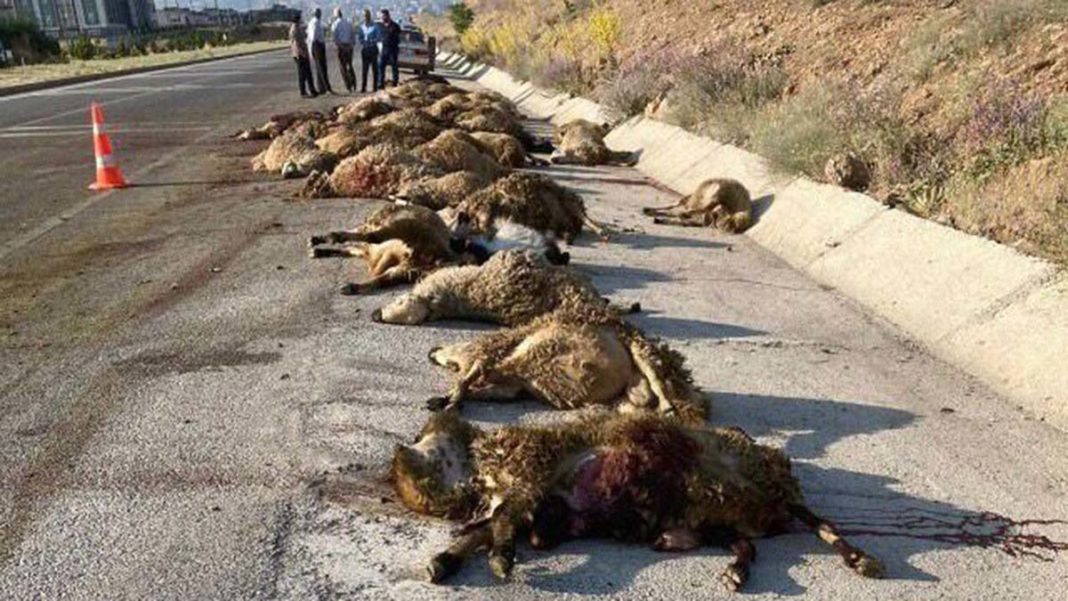 Otobüs koyun sürüsüne çarptı; 60 koyun öldü