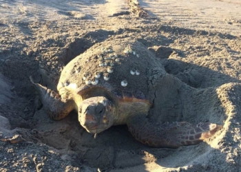 Patara Plajı'nda 86 caretta caretta yuva yaptı