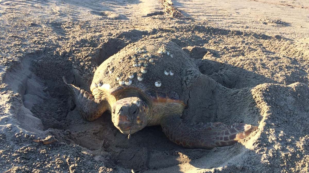 Patara Plajı'nda 86 caretta caretta yuva yaptı