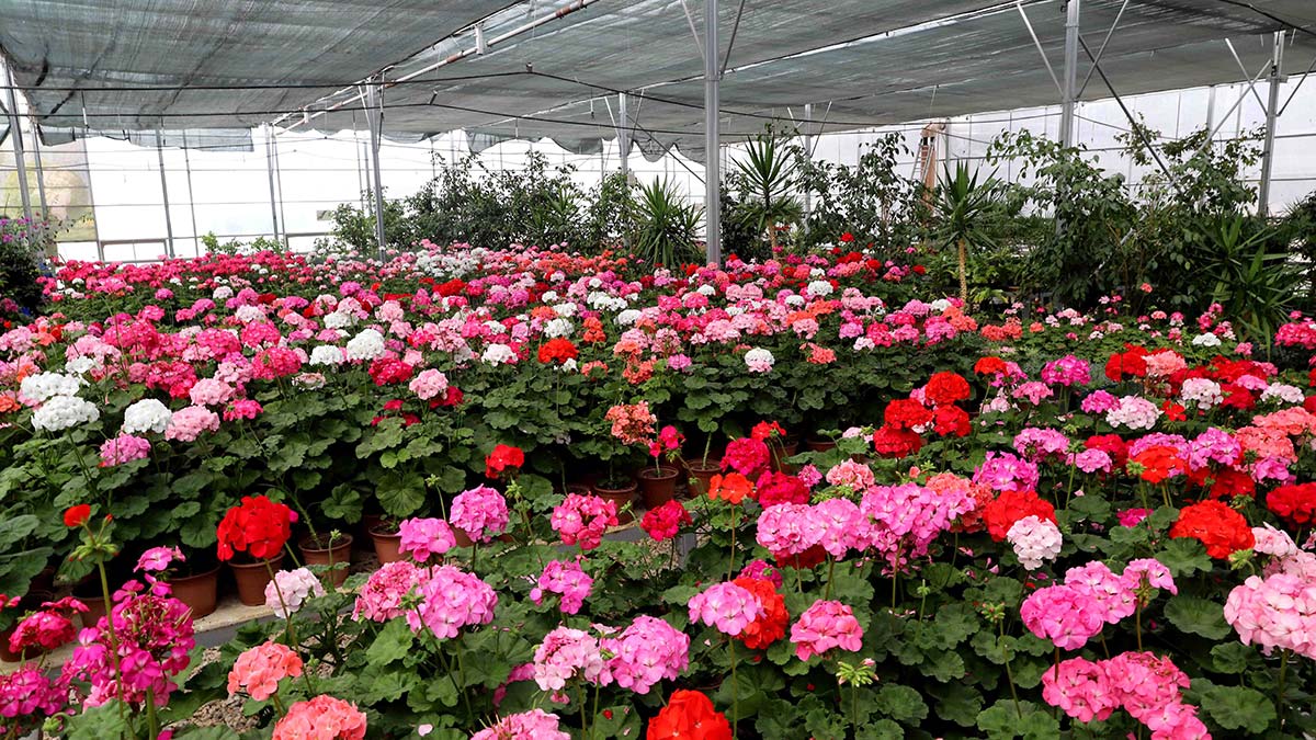 Eskişehir Büyükşehir Belediyesi Entegre Katı Atık Dönüşüm ve Enerji Üretim Tesisleri, kentin evsel atıklarını enerjiye dönüştürerek 95 bin hanenin kullanımına denk gelen elektrik üretimi yapmayı başardı.