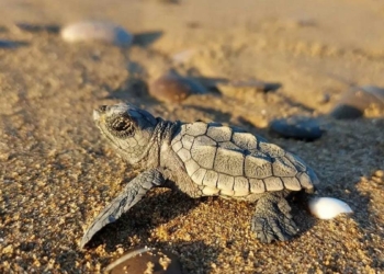 Sıcaklık caretta carettaların cinsiyetini etkiledi