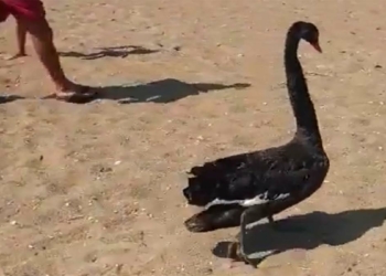 Siyah kuğu, Serik sahilinde görüntülendi