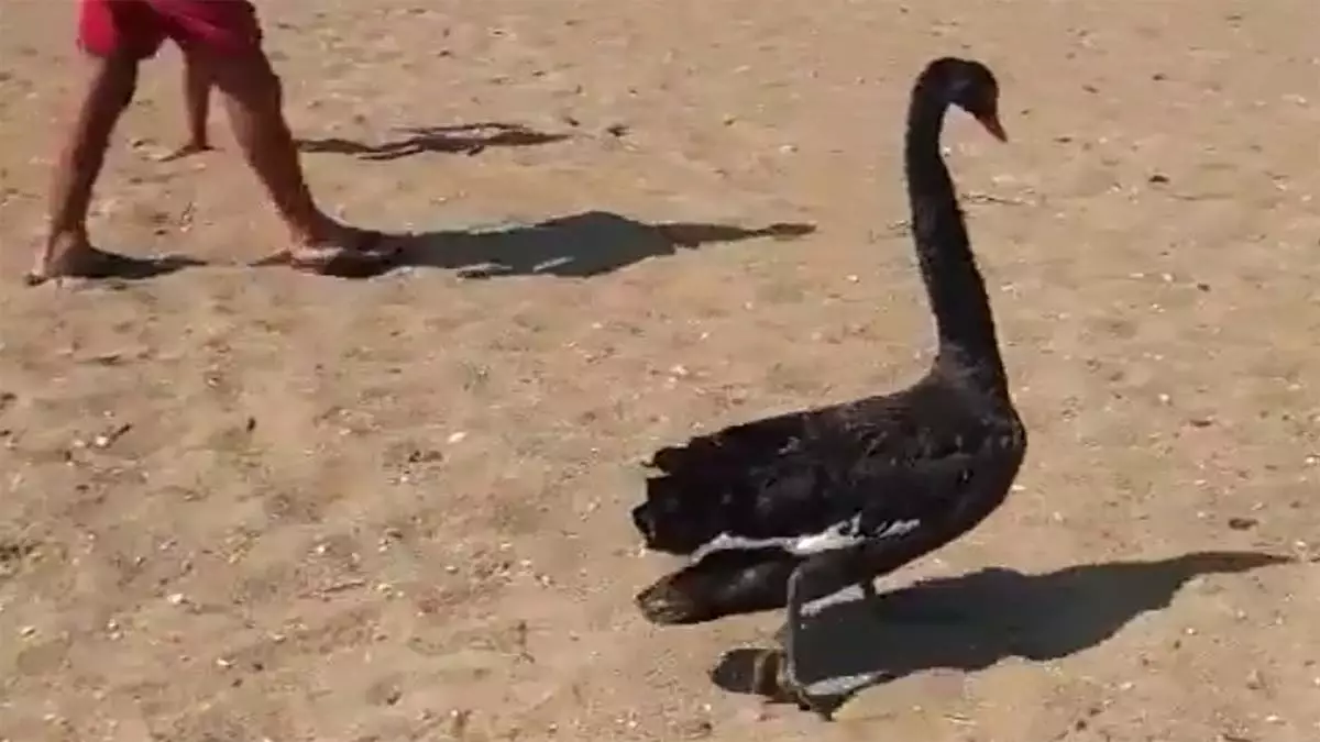 Siyah kuğu, serik sahilinde görüntülendi
