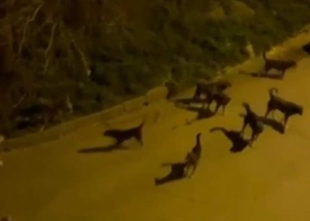 Sokak köpekleri anne ve çocuğuna saldırdı
