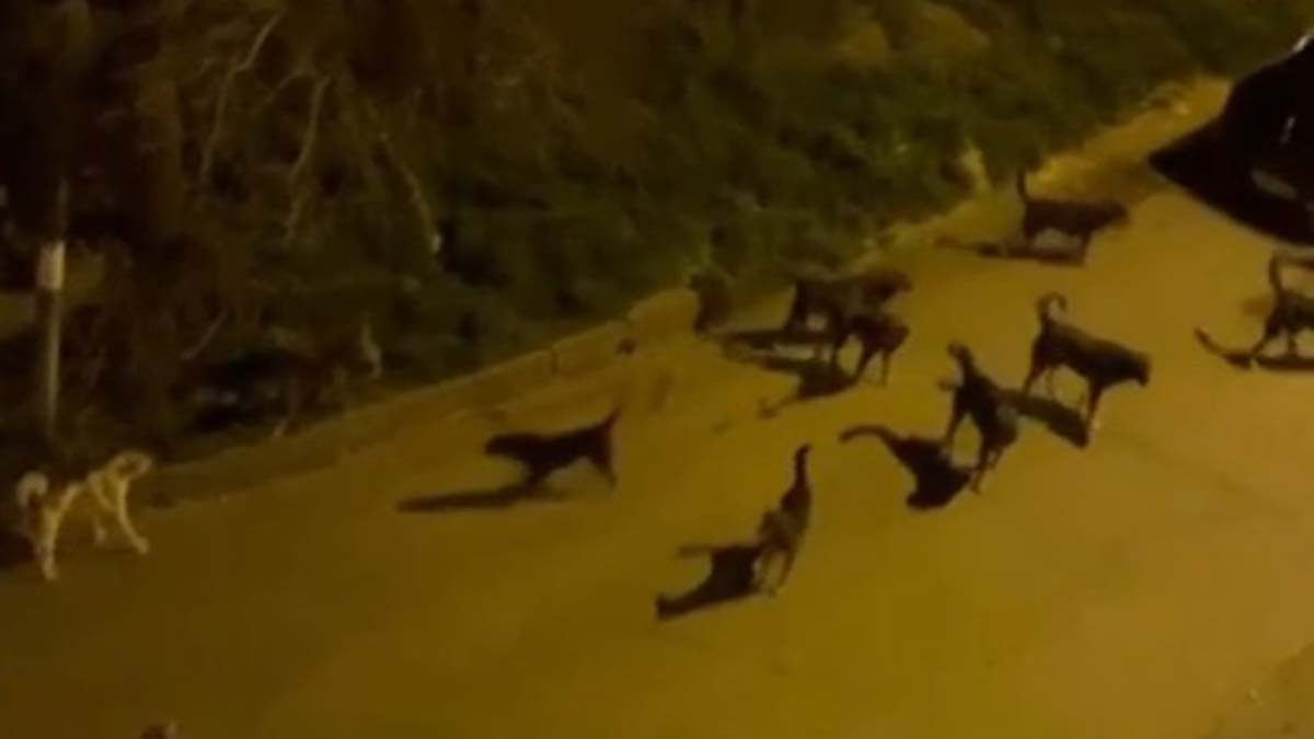 Sokak köpekleri anne ve çocuğuna saldırdı