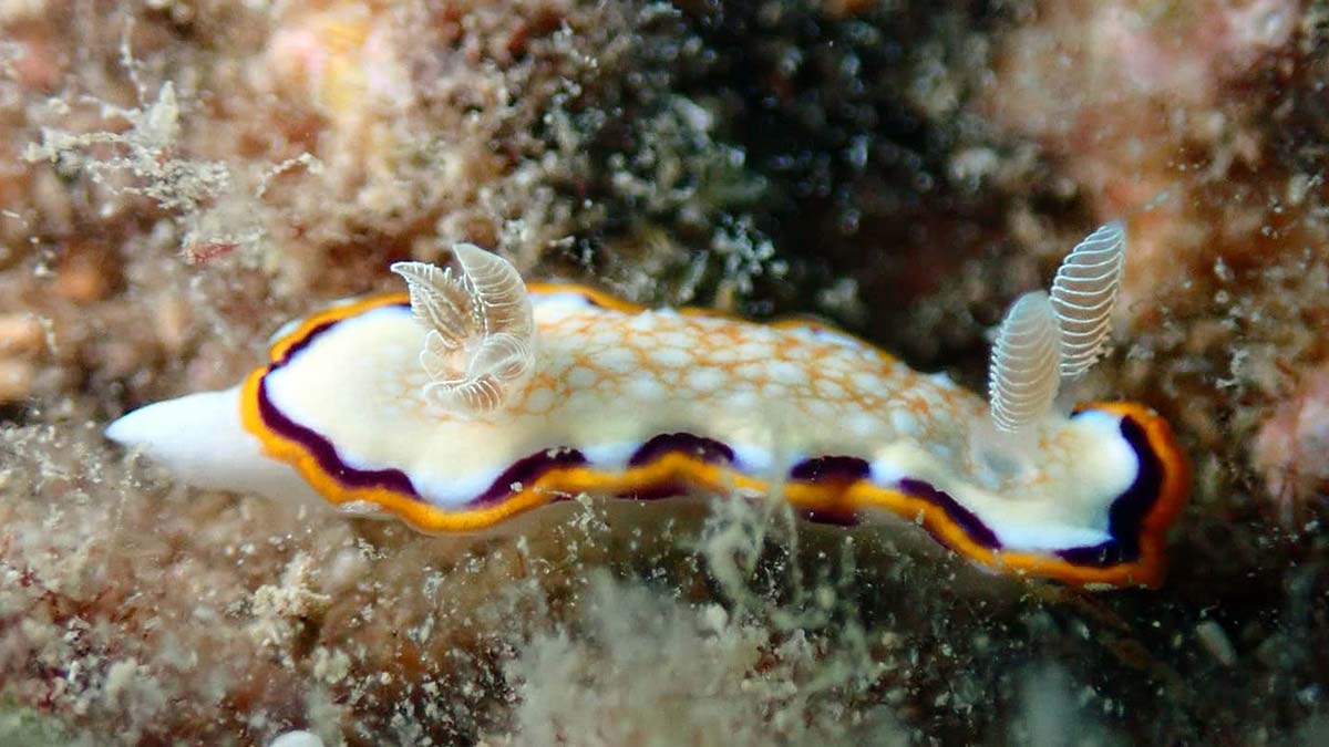 Su altındaki mikro canlıları fotoğrafladı