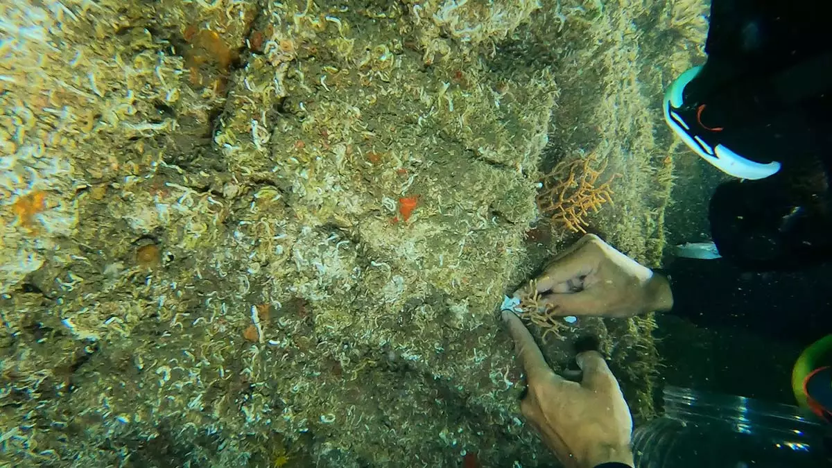 Tavsan adasindaki sari mercanlar gozlemlendi 2 - yerel haberler - haberton