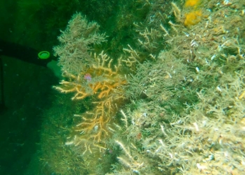 Tavşan Adası'ndaki sarı mercanlar gözlemlendi