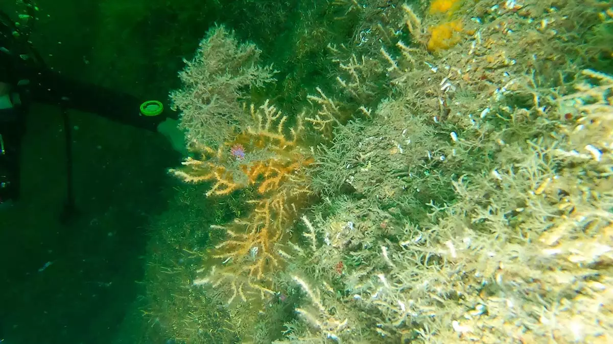 Tavşan adası'ndaki sarı mercanlar gözlemlendi