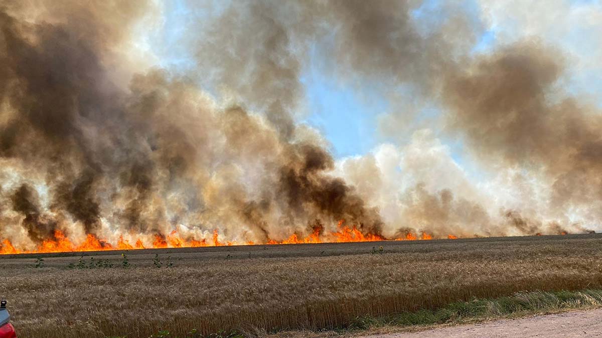 Tekirdağ'da buğday ekili tarlada yangın