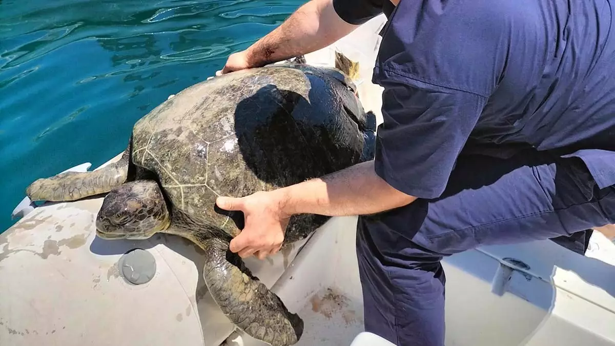 Teknenin çarptığı deniz kaplumbağası öldü