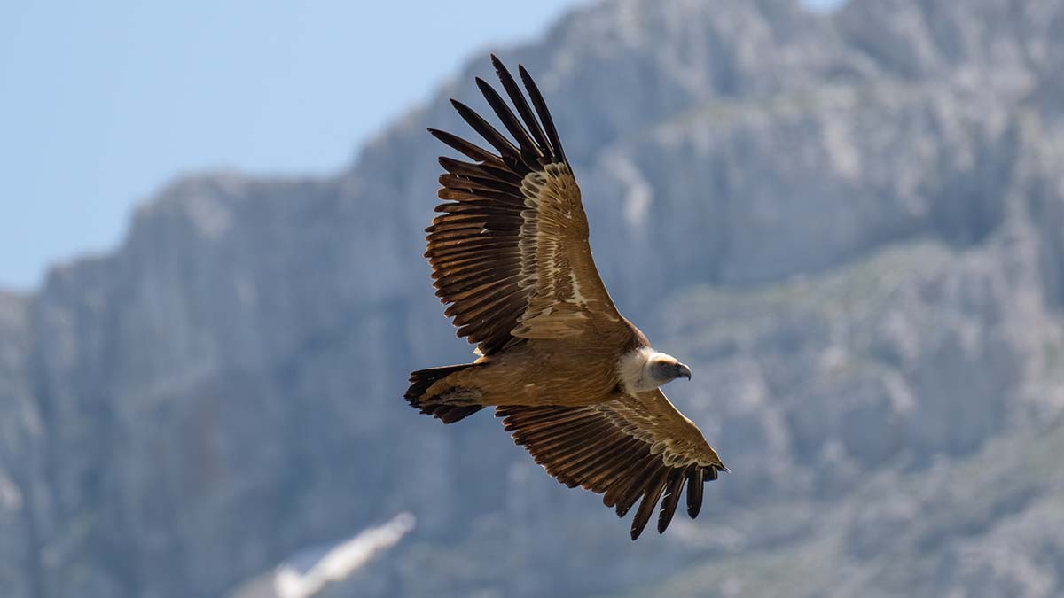 Tokalı Kanyonu'nda 3 tür akbaba görüntülendi