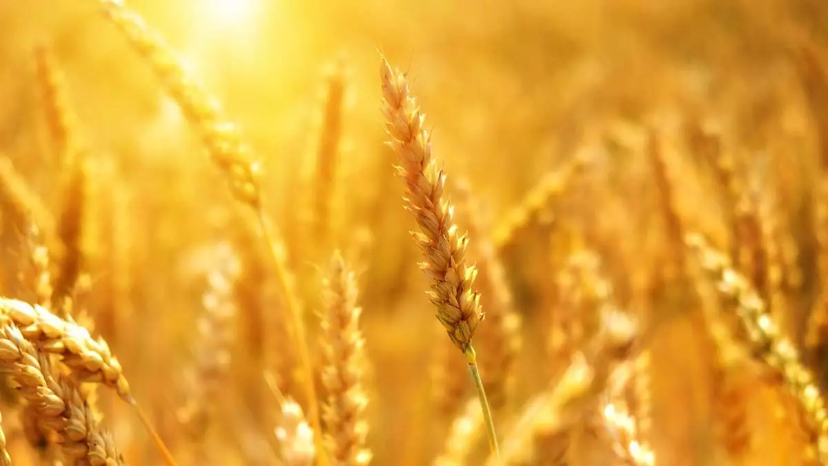 Ukrayna buğdayı nasıl çıkartılacak?