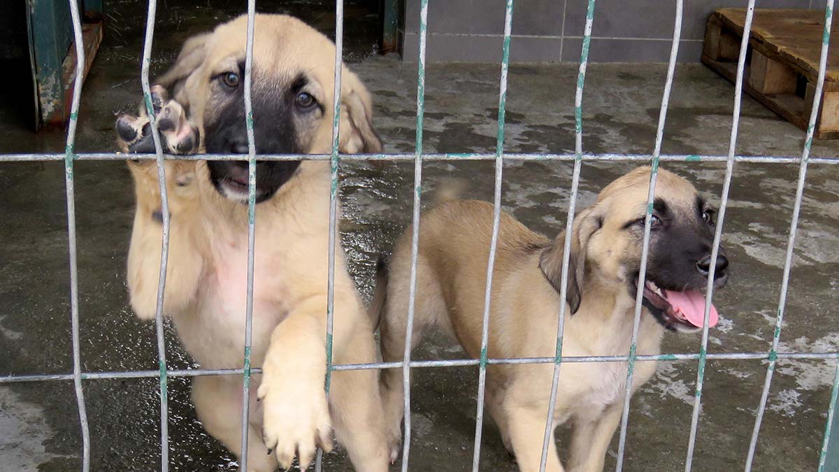 Satın alma sahiplen