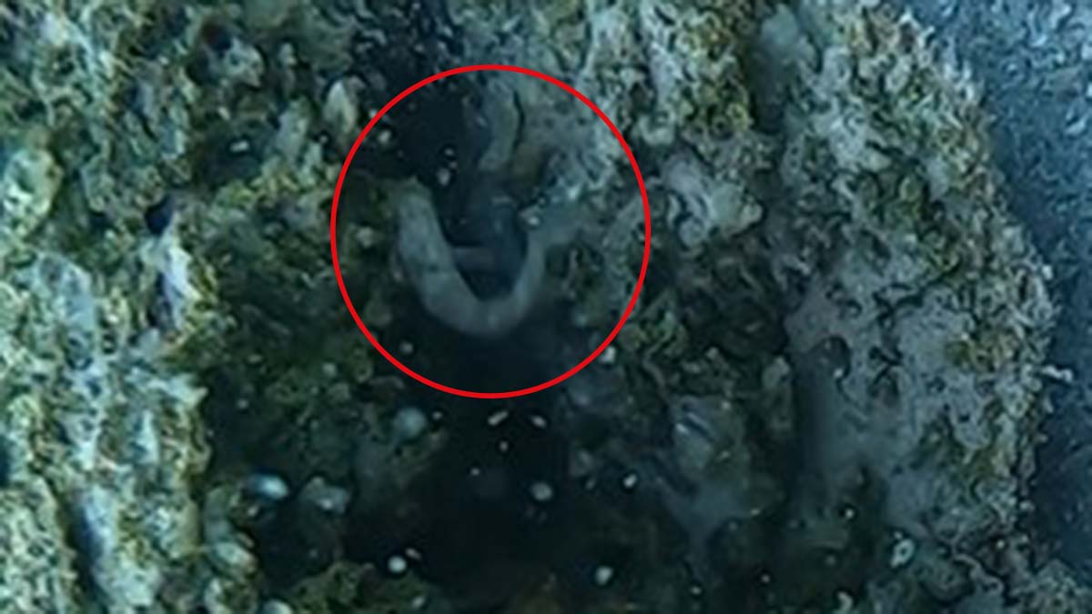 Van Gölü küçük mercan balığı