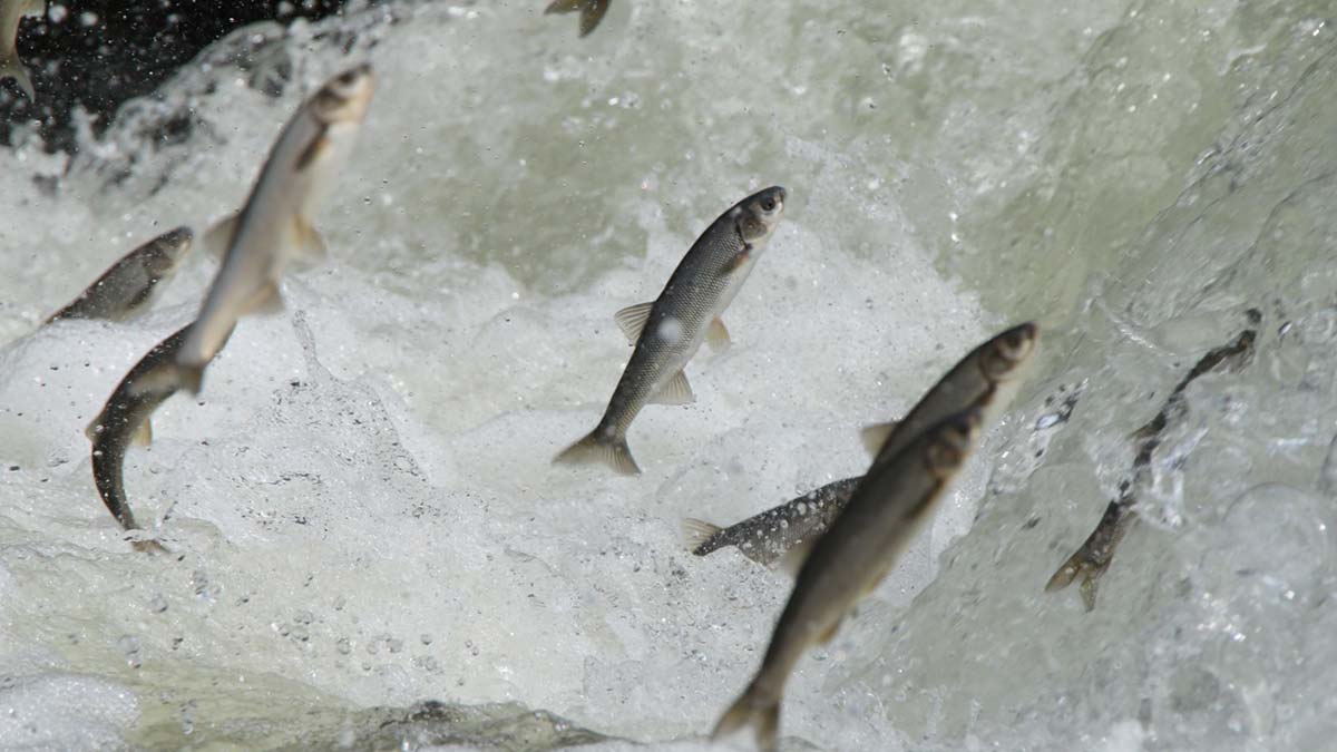 'Van Gölü'nde koruma çalışmaları devam etmeli'