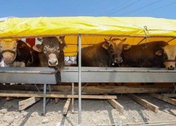 Yakacık'ta kurban çadırları kurulmaya başladı