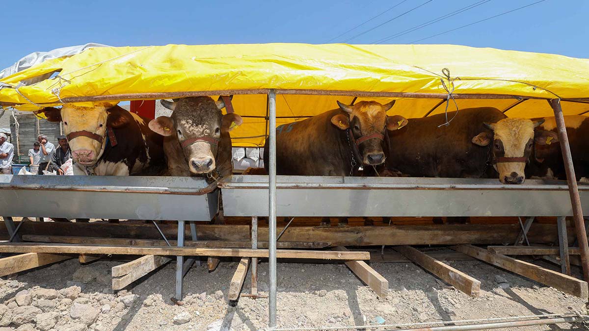 Yakacık'ta kurban çadırları kurulmaya başladı