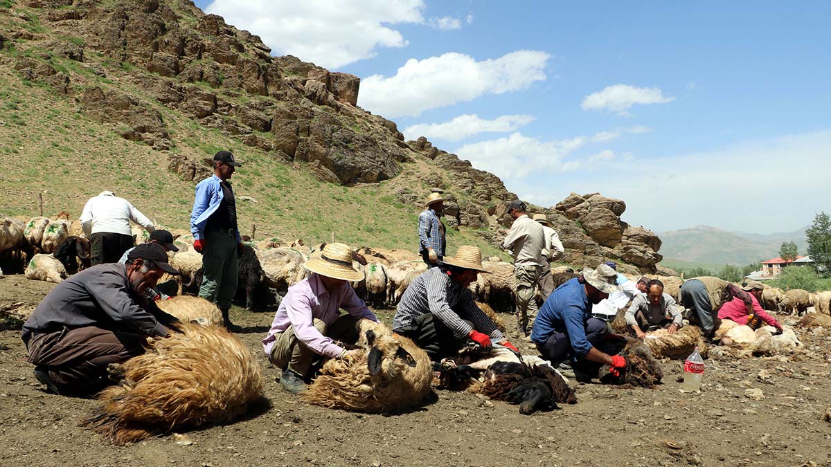 Yüksekova'da imece usulü koyun kırkma mesaisi