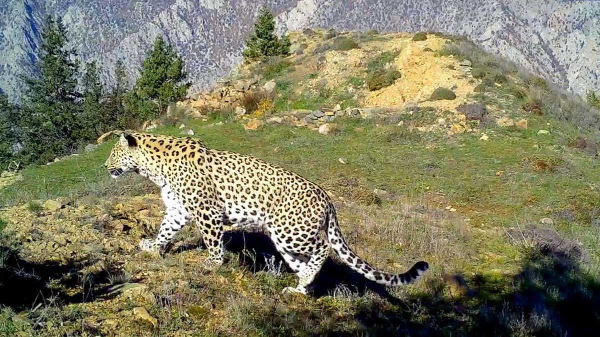 Anadolu parsı ayak izi ve tüyünden tespit edildi