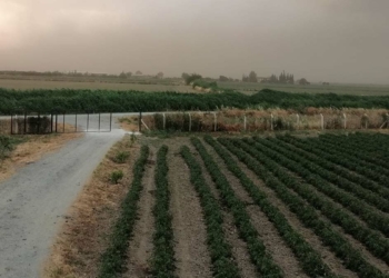 Aydın'da toz bulutları gökyüzünü kapladı