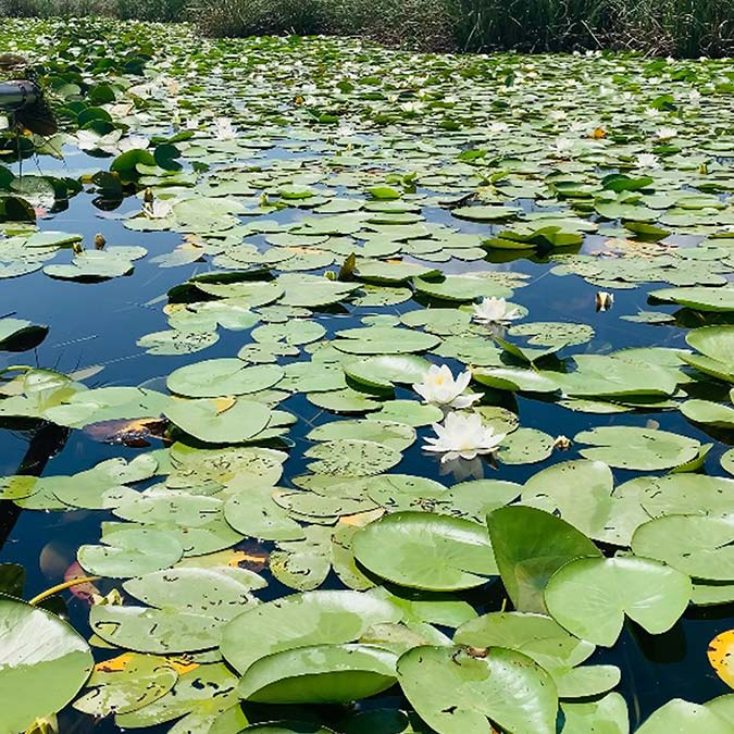 Büyük Menderes Nehri'nin doğduğu Dinar ilçesinde yer alan Eldere Gölü'nde nilüferler çoğaldı. Sucul otların arasında nilüfer çiçekleri açtı.