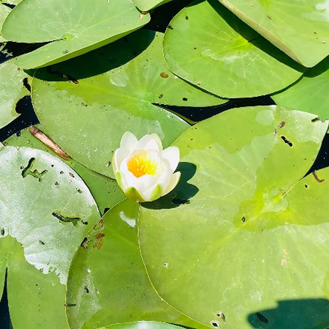 Eldere Gölü'nde nilüferler açtı