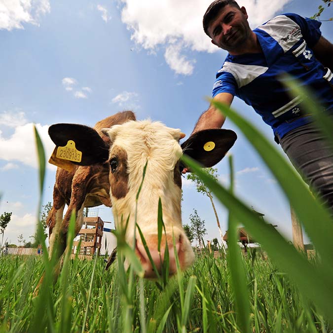 Buzağı Gökçe'yi HAYTAP kesilmekten kurtardı