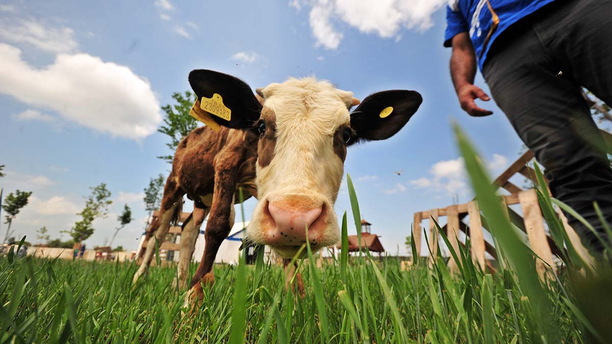 Doğum sırasında göbek fıtığı olan buzağı Gökçe'nin, ameliyatı başarısız geçince kesilmek istendi. Bu haberi duyan HAYTAP gönüllüleri, Bursa'dan Ankara'ya giderek buzağıyı satın aldı.