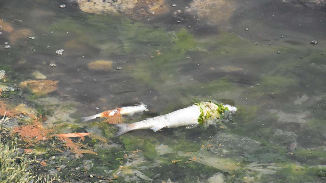Çakalburnu Lagünü'nde balık ölümleri
