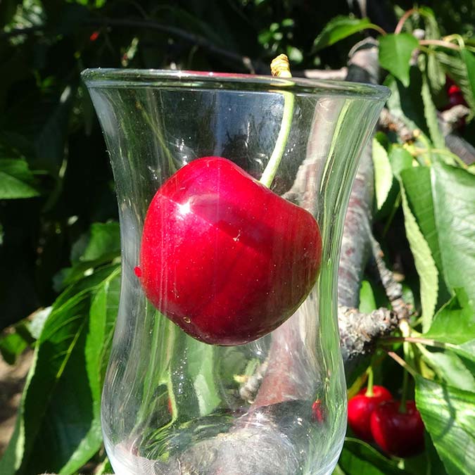 ‘Lapseki devi’ hasadı başladı