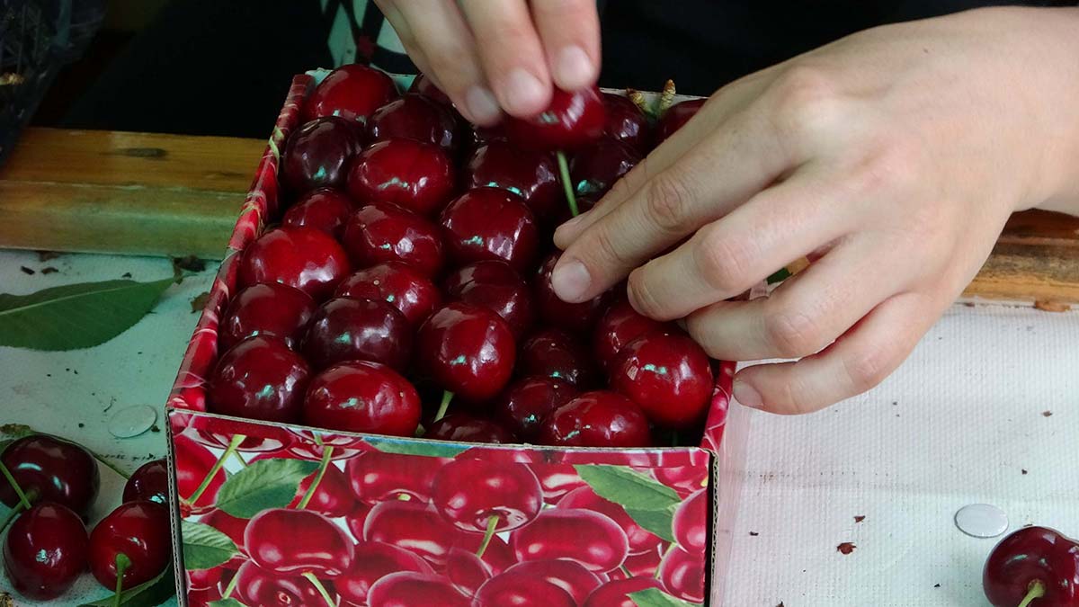 ‘Lapseki devi’ hasadı başladı