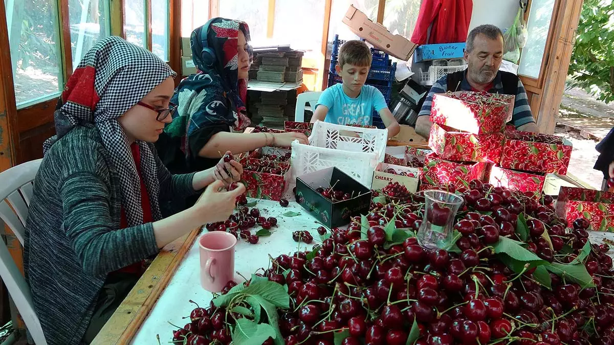 Çanakkale’de, çay bardağı boğumundan geçmeyen iriliği nedeniyle ‘lapseki devi’ olarak bilinen kirazların hasadına başlandı.