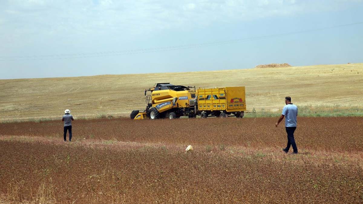 Çölyak hastaları için ekilen karabuğday hasadı yapıldı
