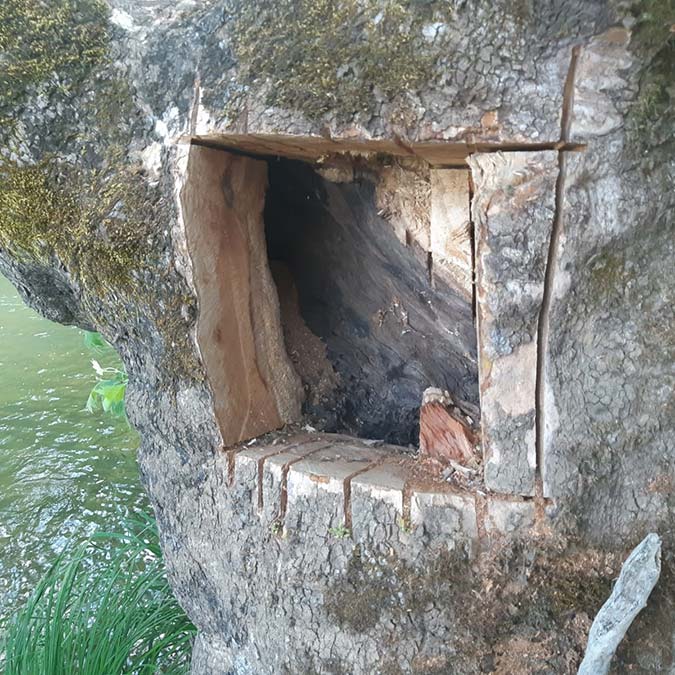 Defineciler asırlık çınar ağacının gövdesine zarar verdi